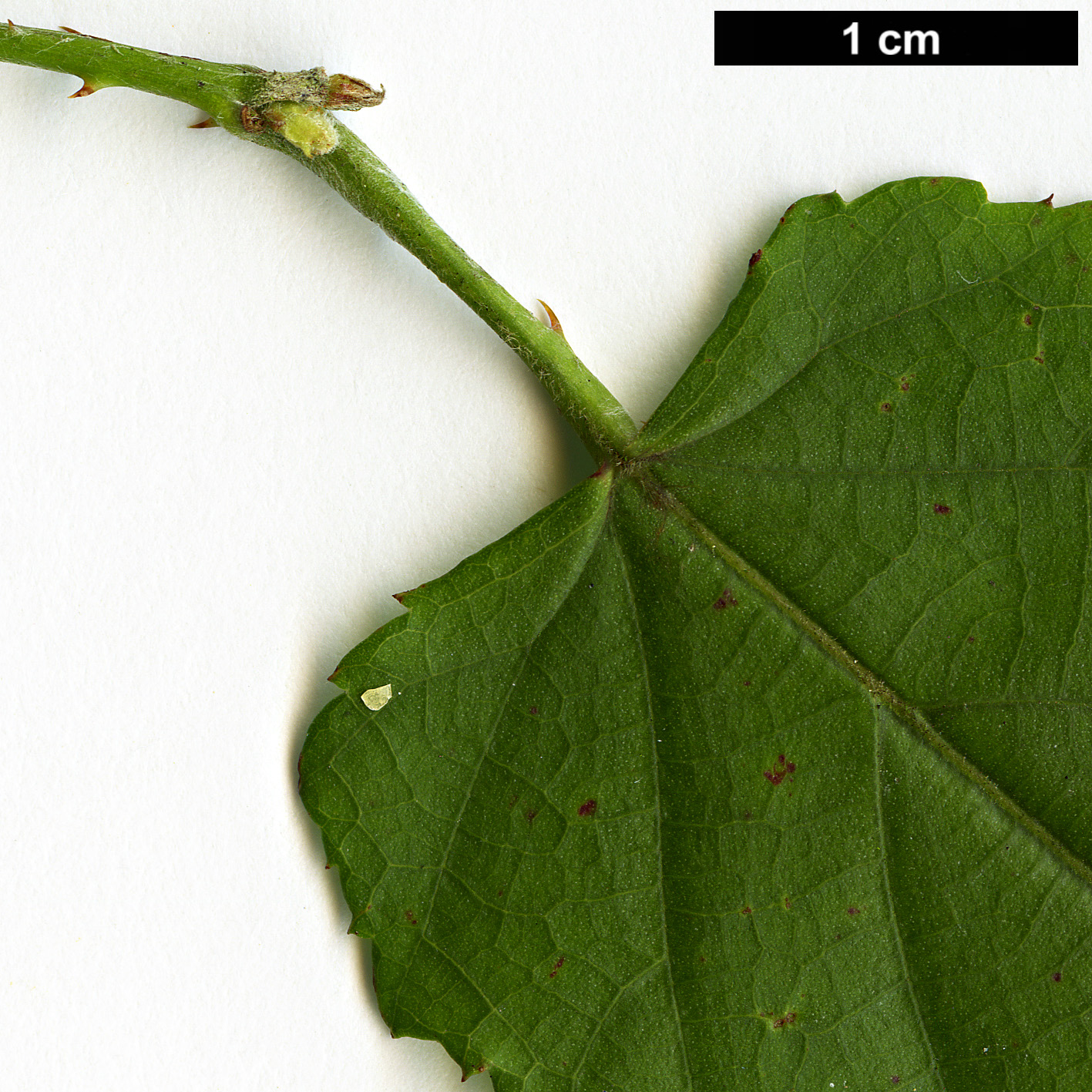 High resolution image: Family: Rosaceae - Genus: Rubus - Taxon: swinhoei - SpeciesSub: var. kawakamii